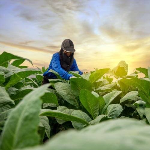 ออสเตรเลีย 9