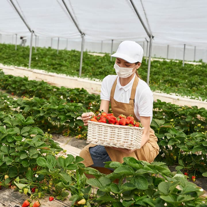 ออสเตรเลีย 8