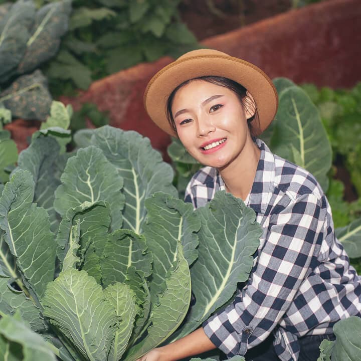 ออสเตรเลีย 6