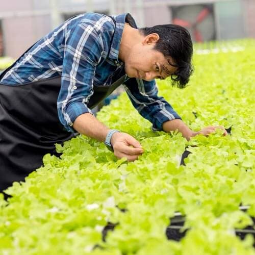 ออสเตรเลีย 5